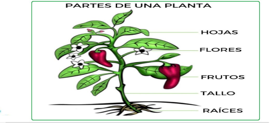 PARTIES DE LA PLANTE puzzle en ligne