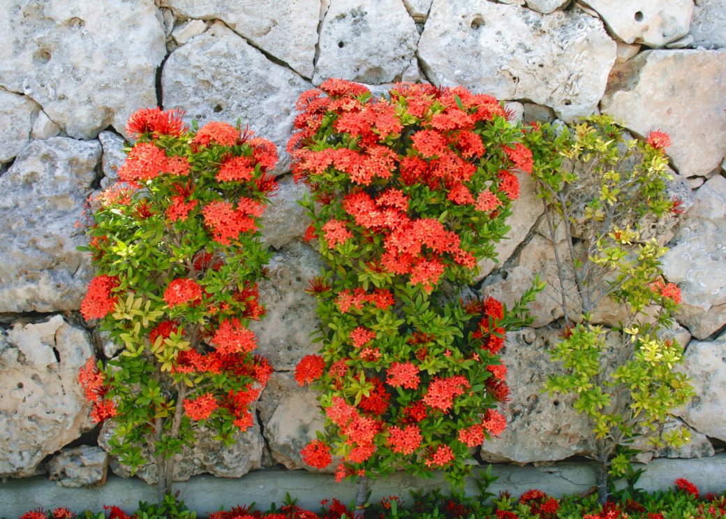 Flori roșii puzzle online