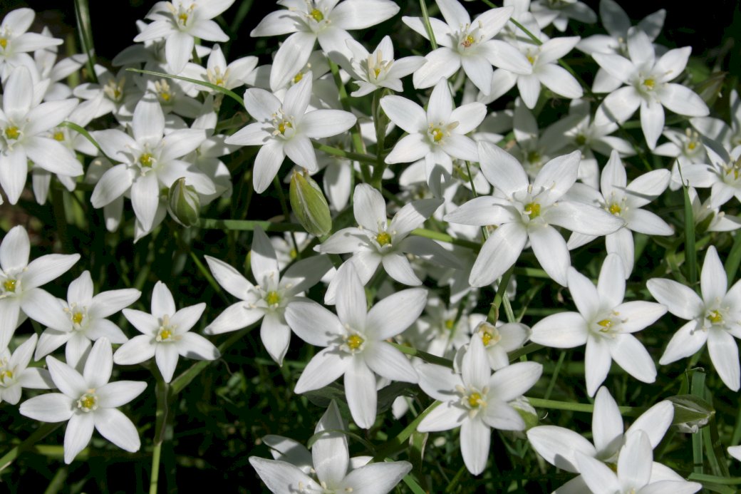 Λευκά άνθη online παζλ