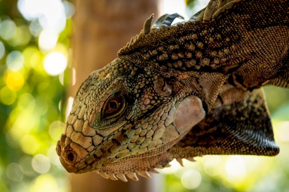 Iguana observeren online puzzel