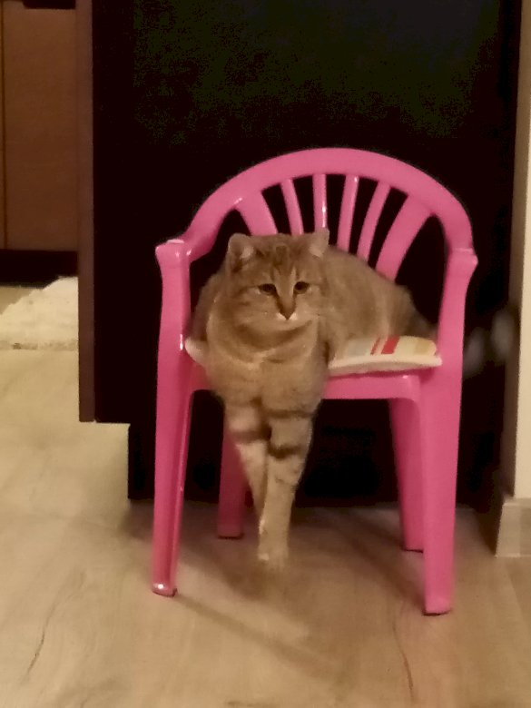 Katze sitzt auf einem Stuhl Online-Puzzle
