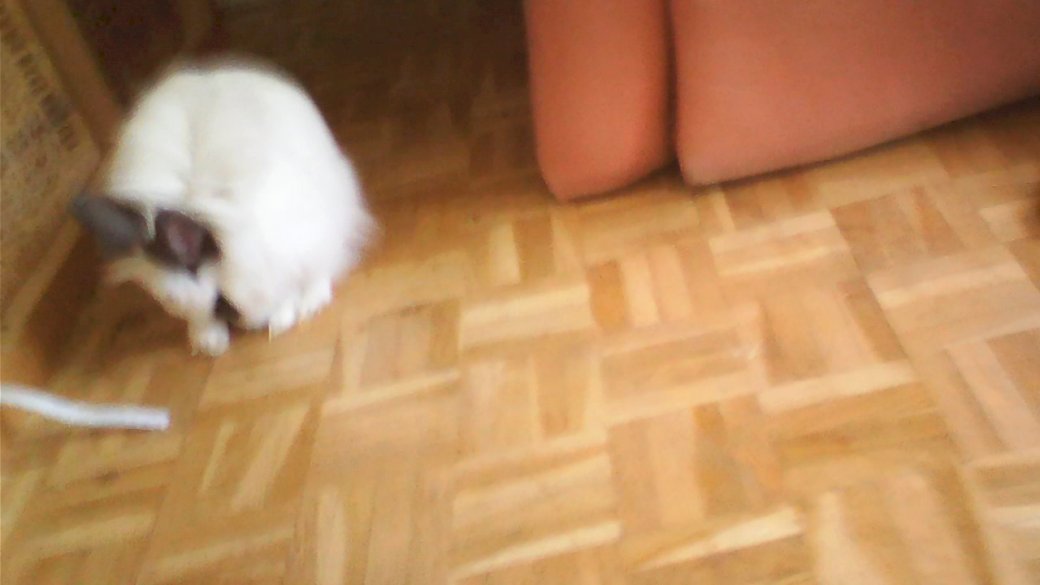 Маленький карликовый кролик, который ухаживает за собой онлайн-пазл