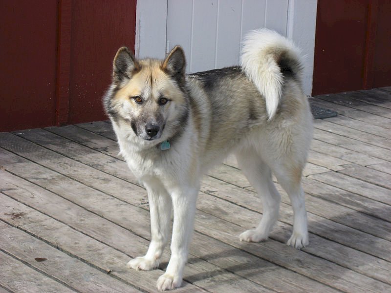 Гренландско куче онлайн пъзел