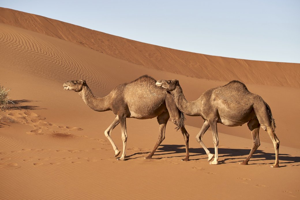 камили онлайн пъзел