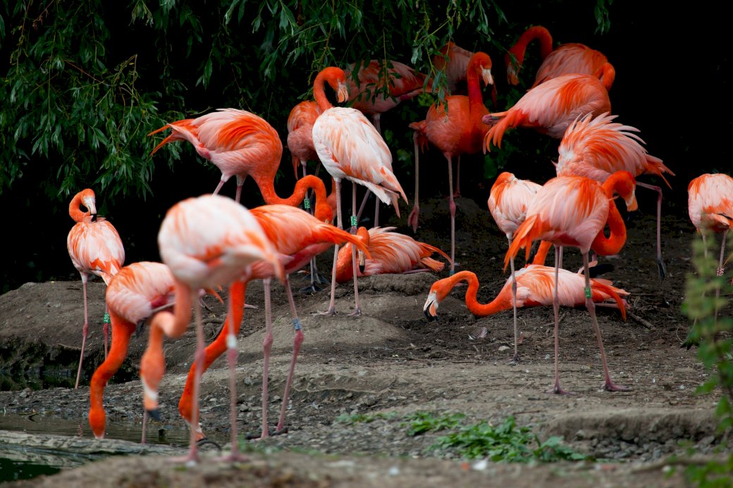Rózsaszín flamingók online puzzle