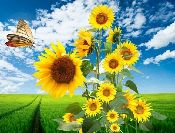 Sonnenblumen. Puzzlespiel online
