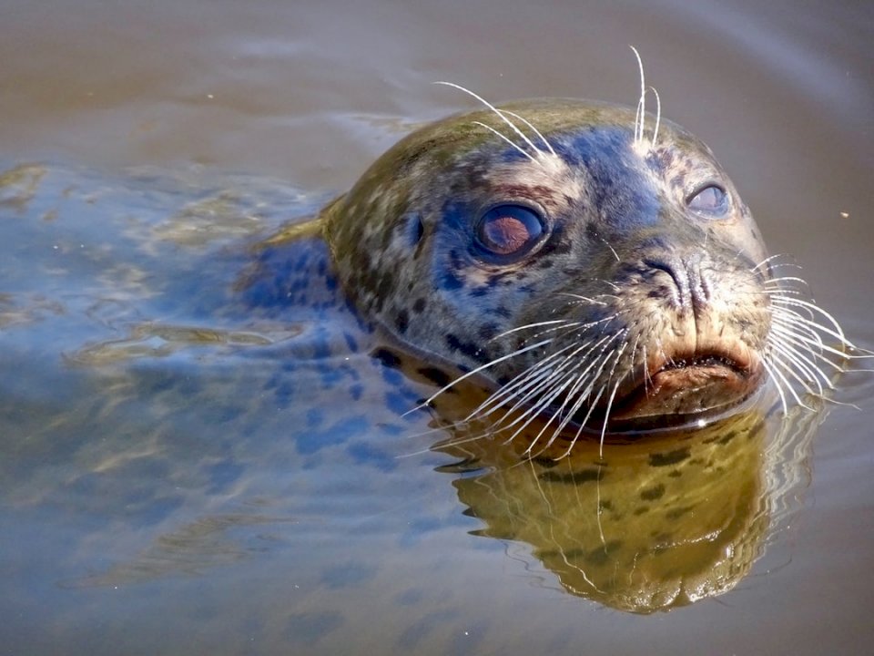 A Harbor seal (common seal) in online puzzle