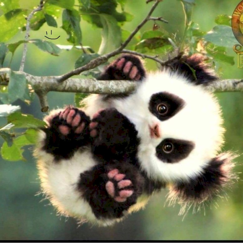 Panda Panda online puzzle