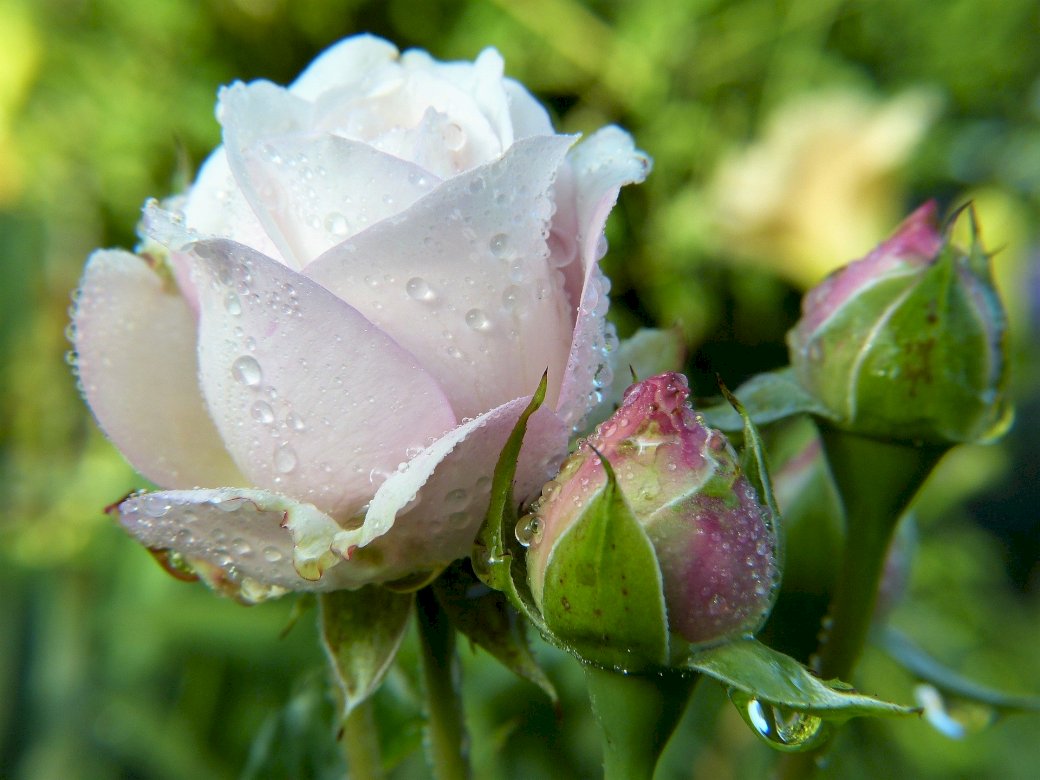 Λευκά τριαντάφυλλα παζλ online