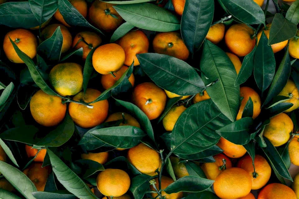 Ősszel a citrusfélék kirakós online