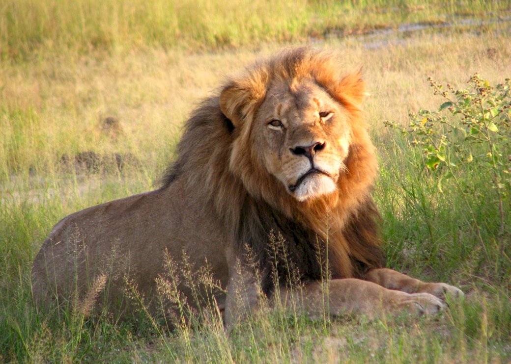Lion pussel Pussel online