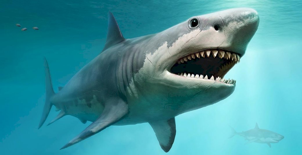 Quebra-cabeça de tubarão puzzle online