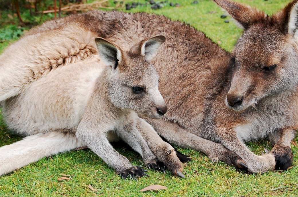 Kangaroo  Pussel online