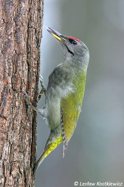 Gray-headed Woodpecker online puzzle
