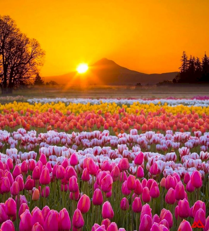 Táj tulipánokkal. kirakós online