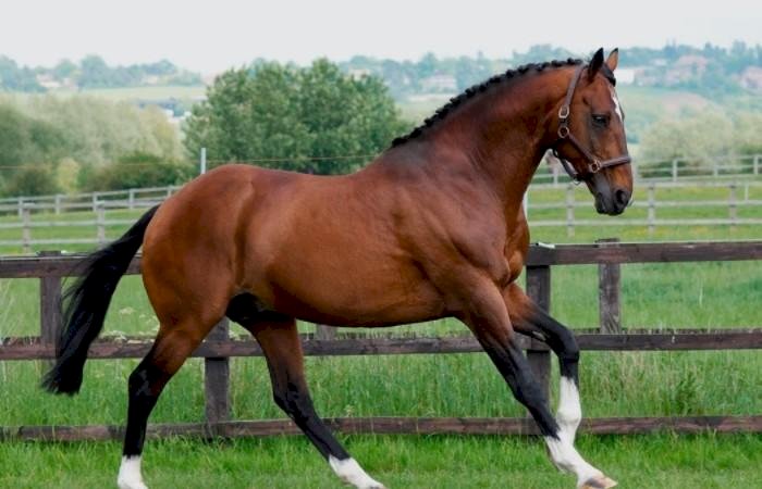 Ζώα εκτροφής: HORSE παζλ online