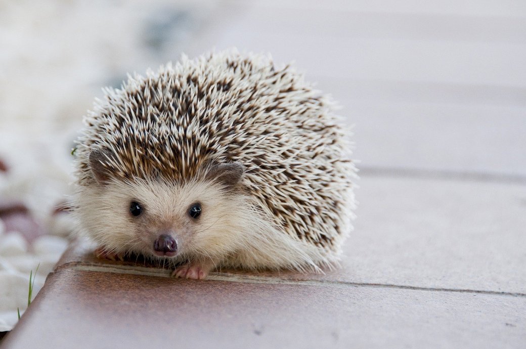 Hedgehog Hedgehog puzzle online
