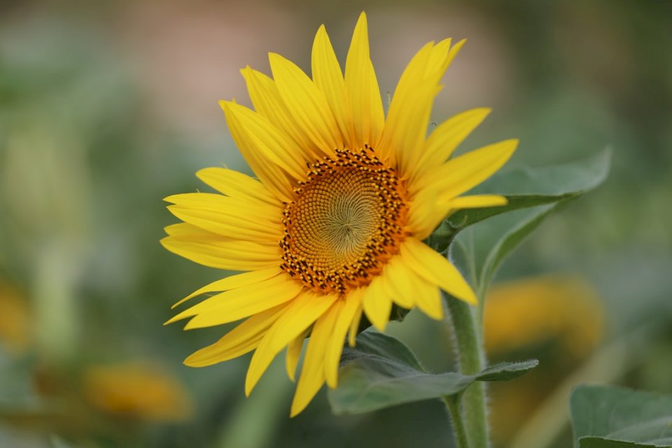 yellow beautiful sunflower online puzzle