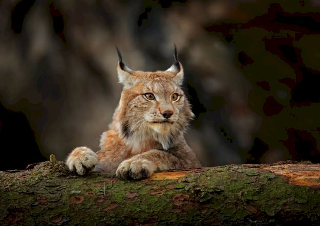 Euraziatische lynx online puzzel