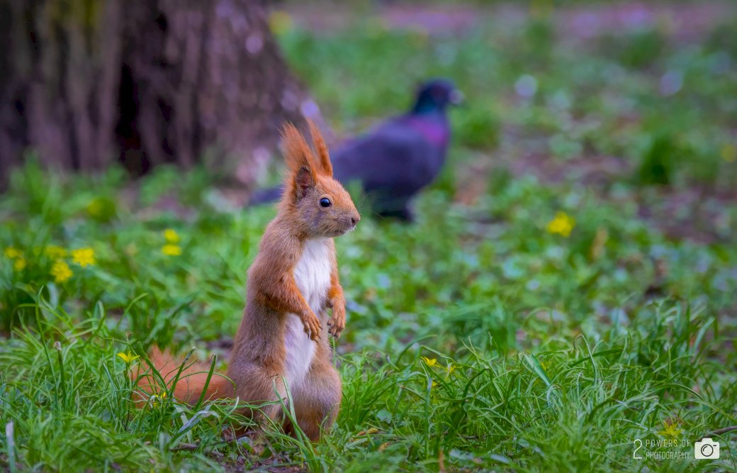 L'écureuil dans le parc puzzle en ligne
