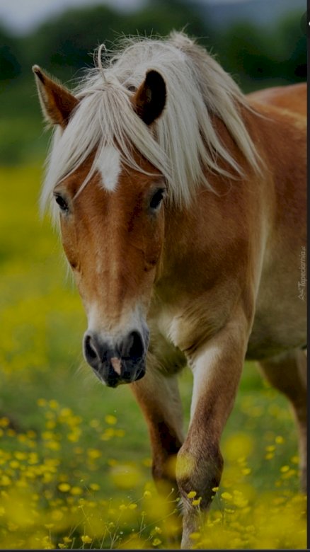Άλογο στο ξέφωτο online παζλ