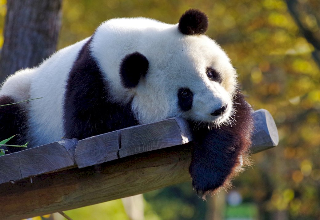 Panda und Langeweile Online-Puzzle