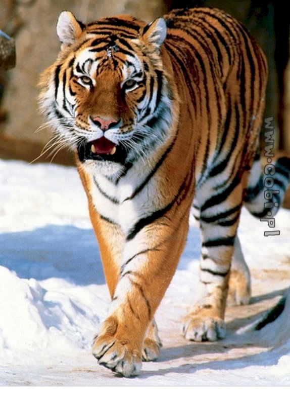 Гарний тигр пазл онлайн