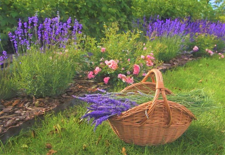 Lavendeldoftande trädgård pussel på nätet