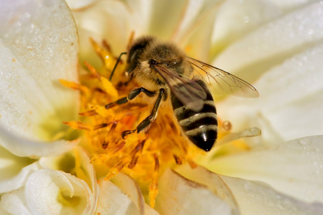 пчела онлайн пъзел