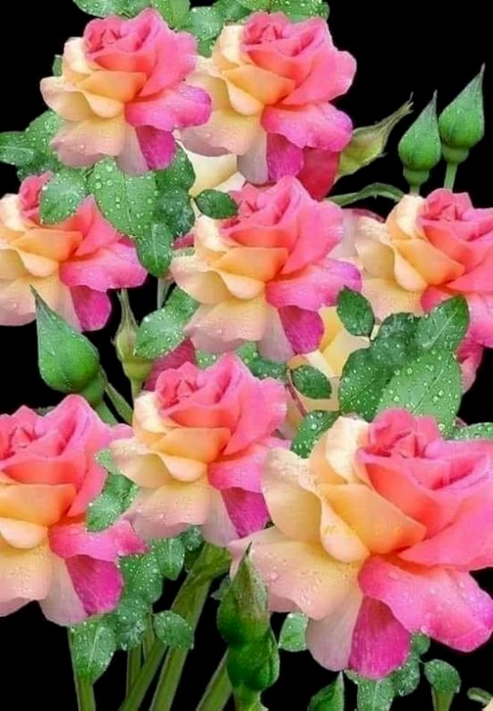 Zweifarbige Rosen. Online-Puzzle
