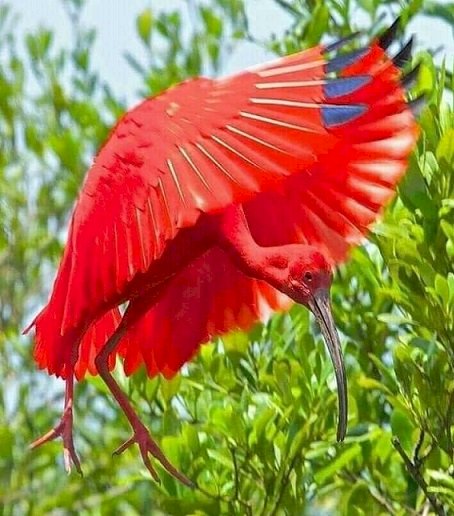 Pássaro vermelho. quebra-cabeças online