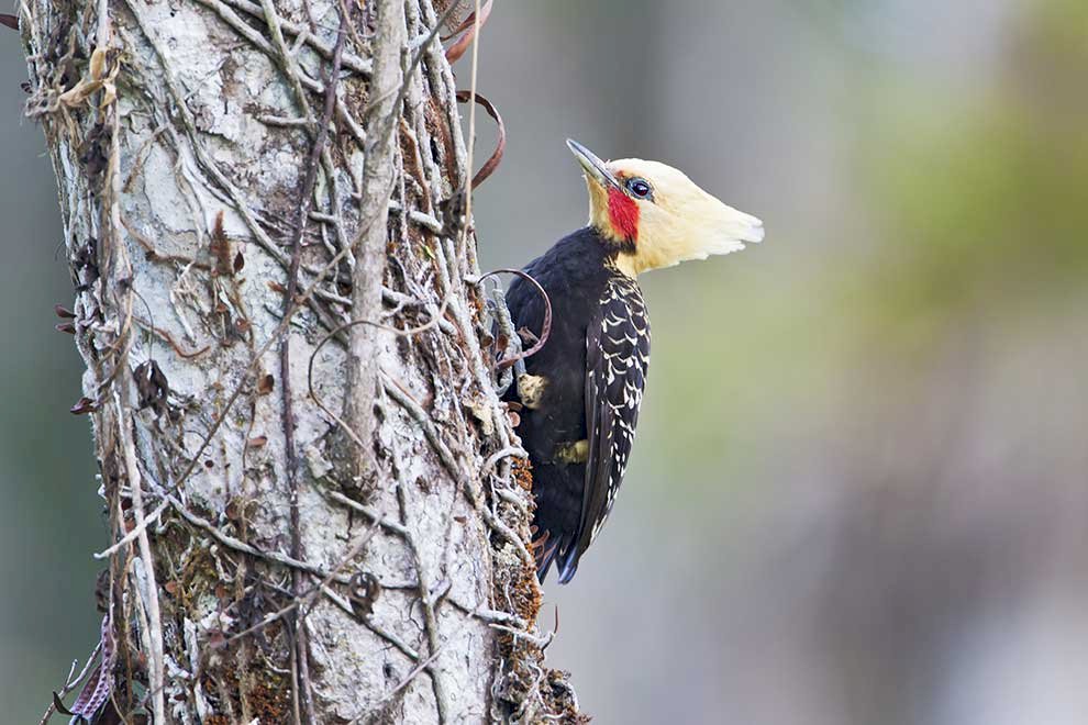 Yellowish woodpecker online puzzle