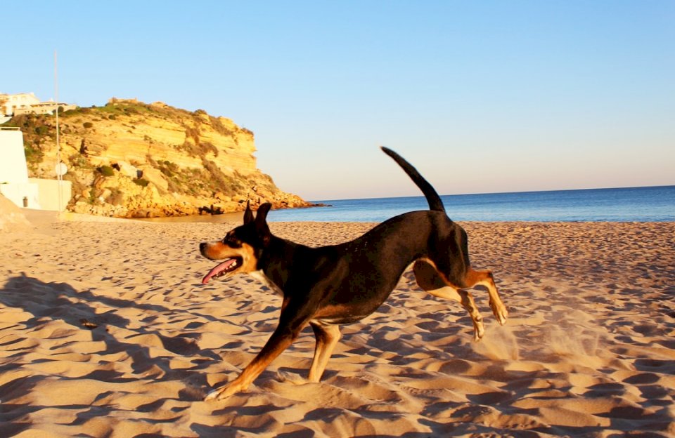 cane sulla spiaggia puzzle online