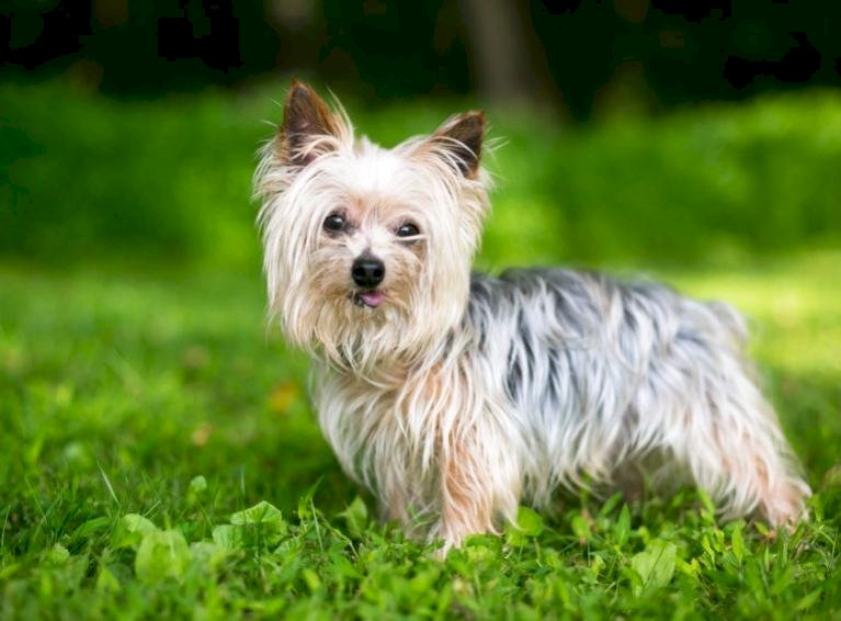 Σκύλος Yorkshire Terrier παζλ online