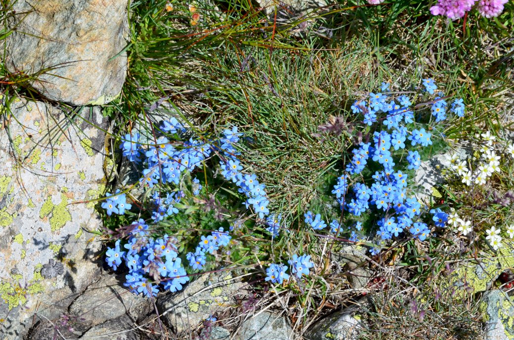 голубые горные цветы пазл онлайн