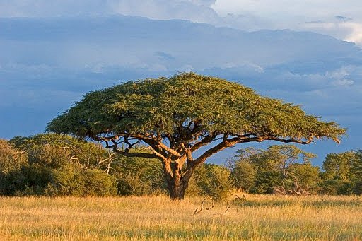 Afrikansk savann pussel på nätet