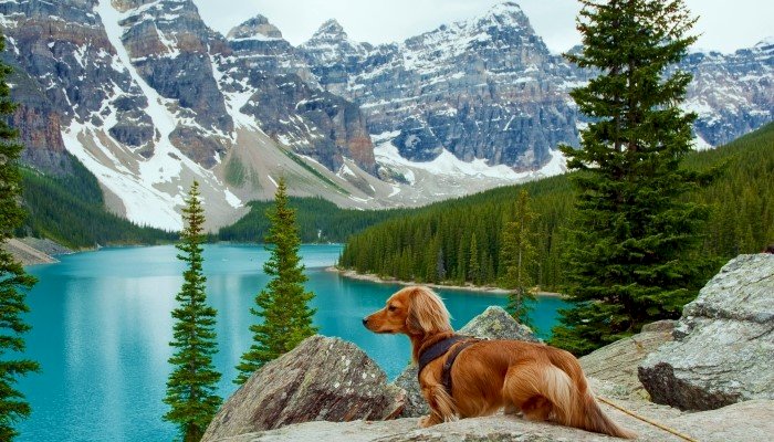 Собака в горах біля озера пазл онлайн