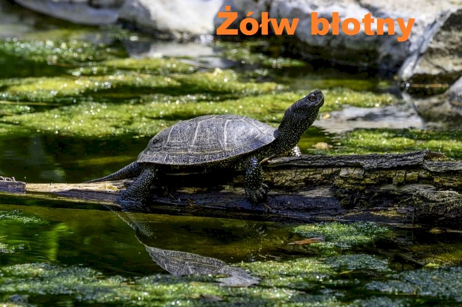 Swamp turtle online puzzle