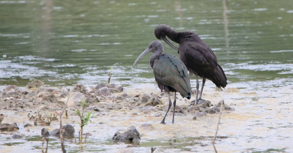 Ibis en Eure et Loir (Franciaország kirakós online