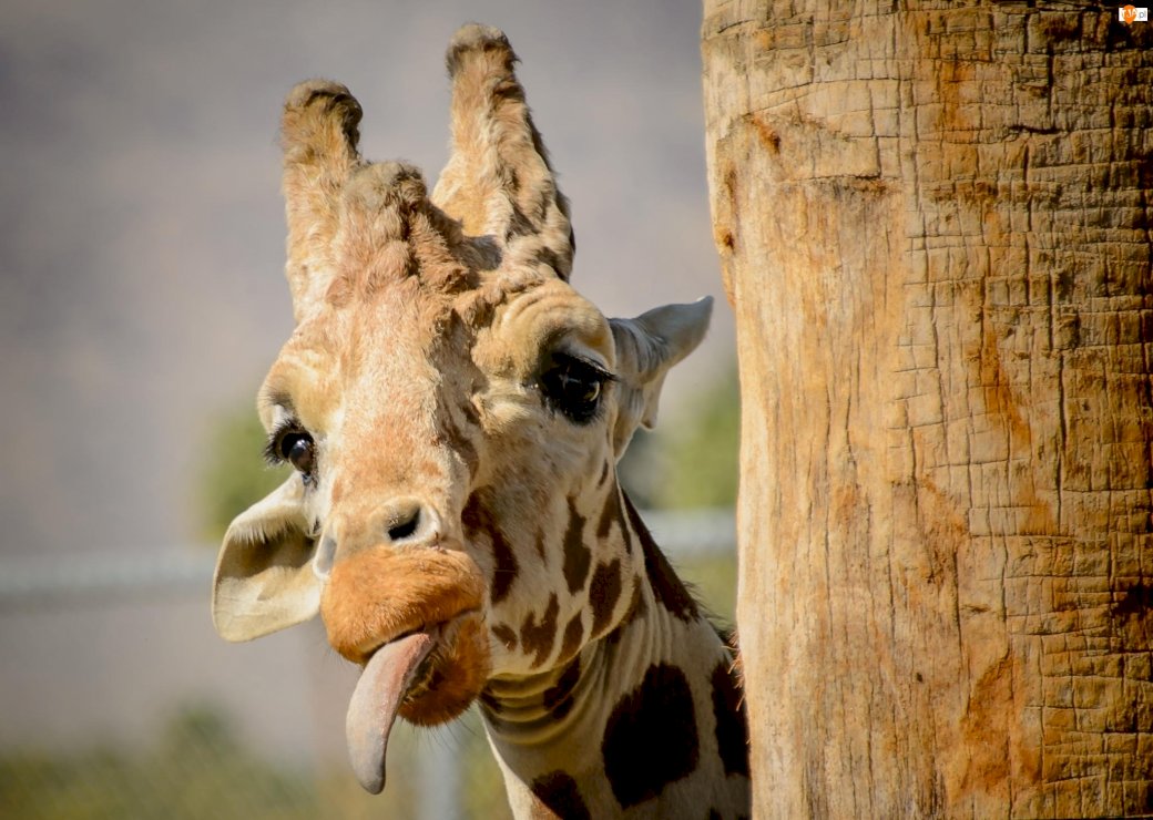 exotic animals giraffe online puzzle