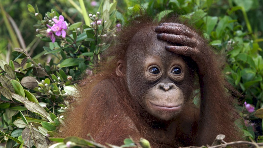 exotická opičí zvířata skládačky online