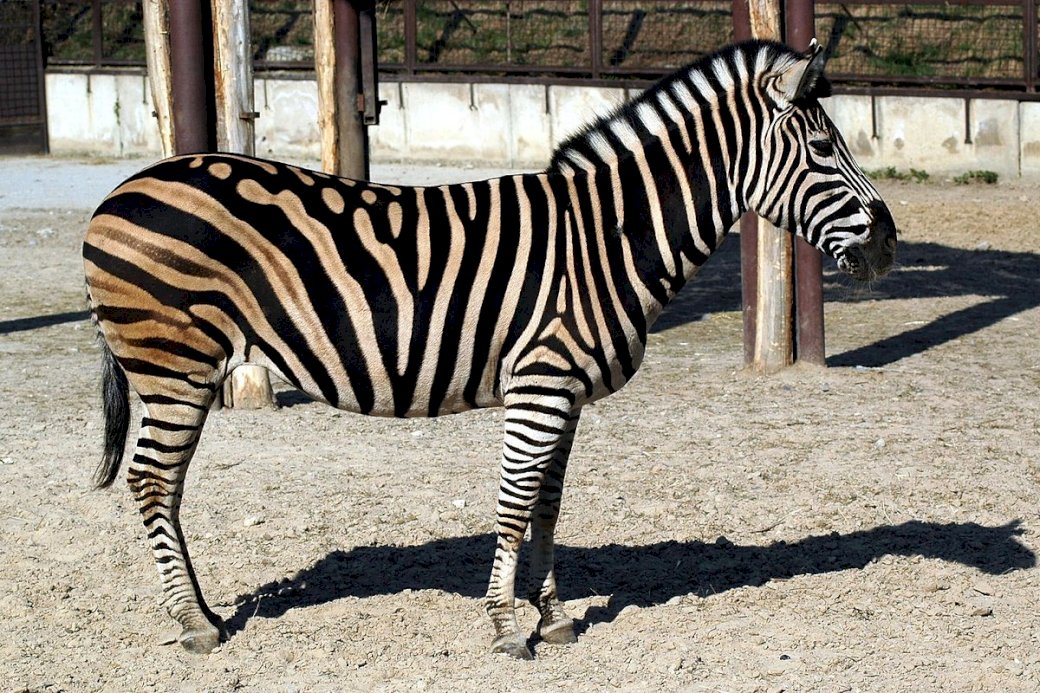 exotická zvířata zebra skládačky online