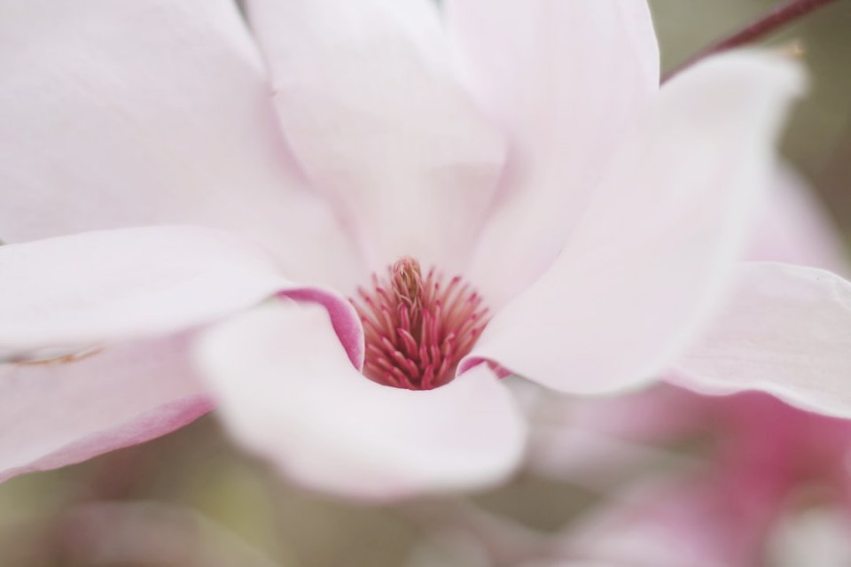Delicada flor rosa rompecabezas en línea