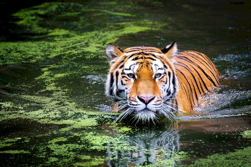 Тигр з джунглів онлайн пазл
