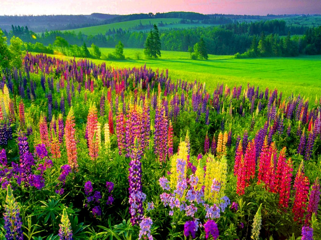 Lupine in the meadow online puzzle