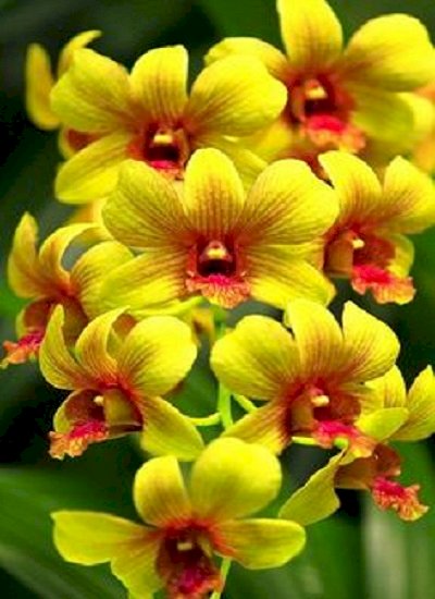 Орхидея. онлайн-пазл