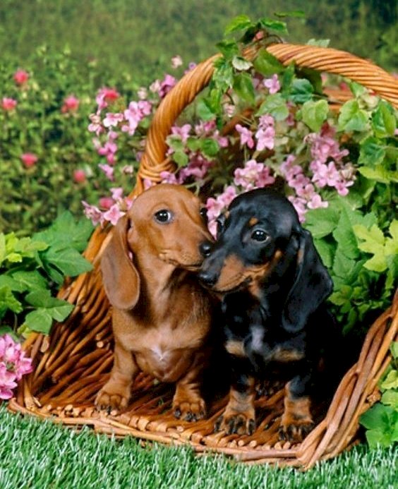 Uma bela cesta de dachshunds quebra-cabeças online