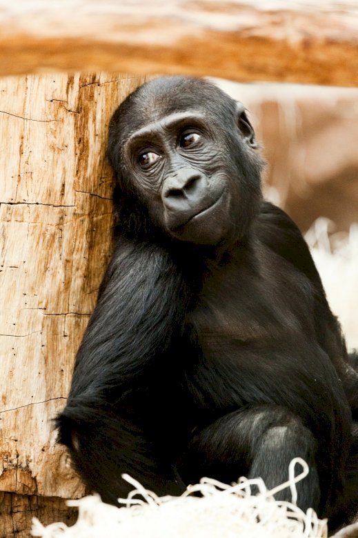 Velmi pěkná gorila skládačky online