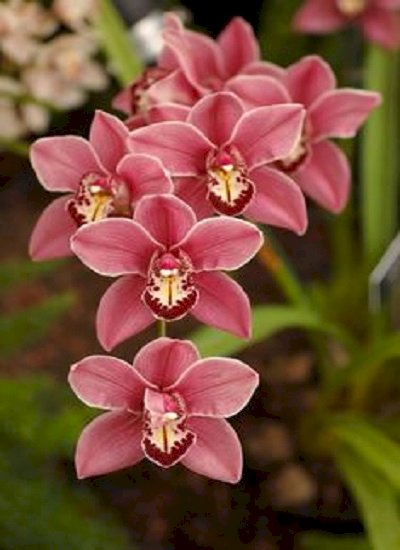 Orchidée puzzle en ligne
