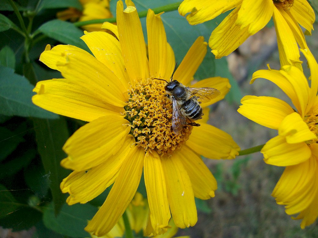 Flor y abeja rompecabezas en línea